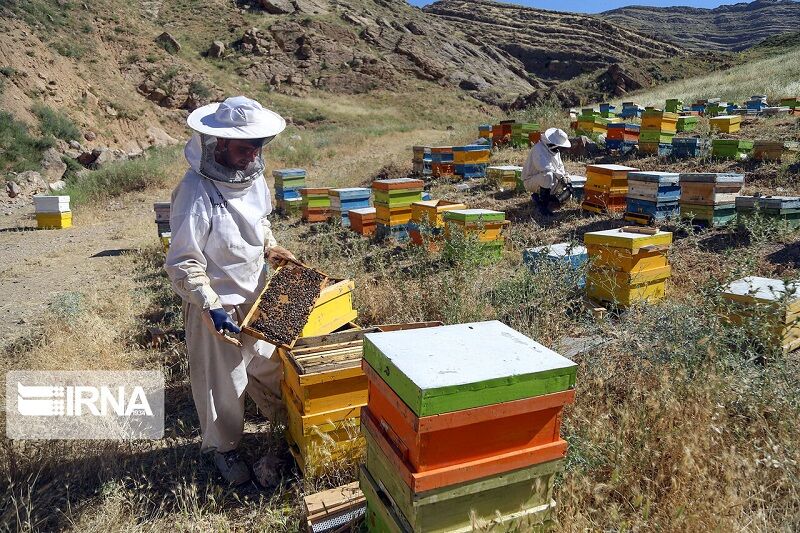 ارزش عسل تولیدی خراسان‌شمالی پنج هزار میلیارد ریال است