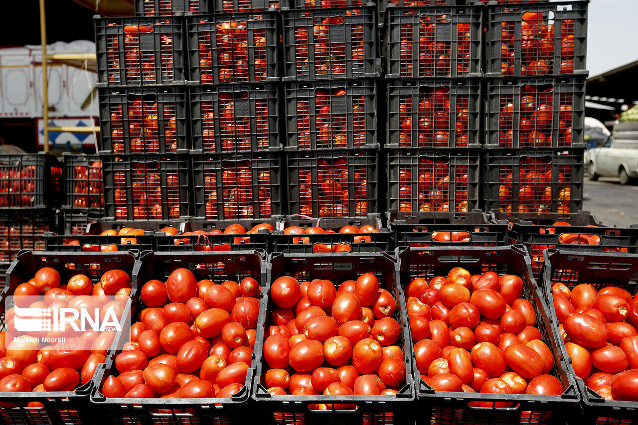 کاهش تعرفه صادراتی باعث رونق بازار گوجه فرنگی بوشهر شد