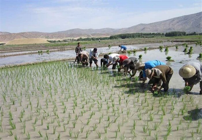 خودکفایی بخش کشاورزی کهگیلویه و بویراحمد؛ از شیلات تا تامین مرغ