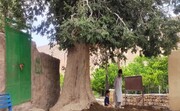 عملیات احیای درخت کهنسال "تاگ" در روستای روپس هفتاد ملا انجام شد
