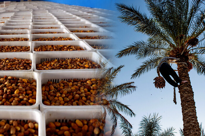 «پیارم»؛ طلای قهوهای هرمزگان در صدر خرمای ایران