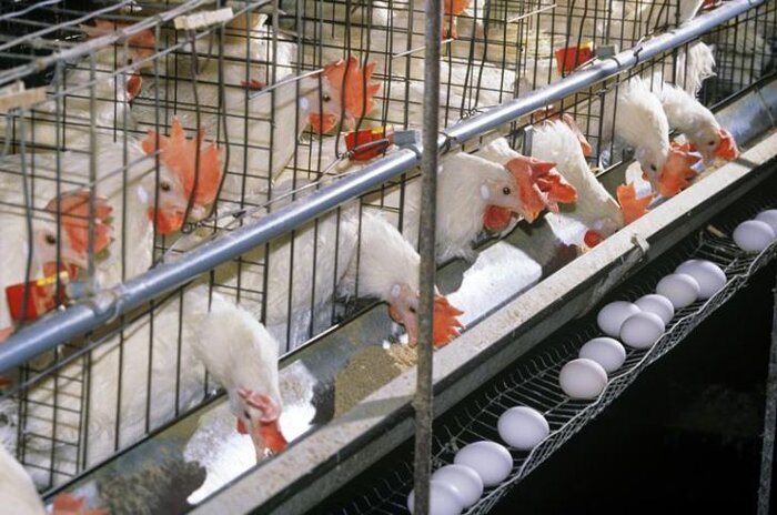 سهم هفت درصدی البرز در تولید تخم مرغ کشور/ زیان دهی تولید