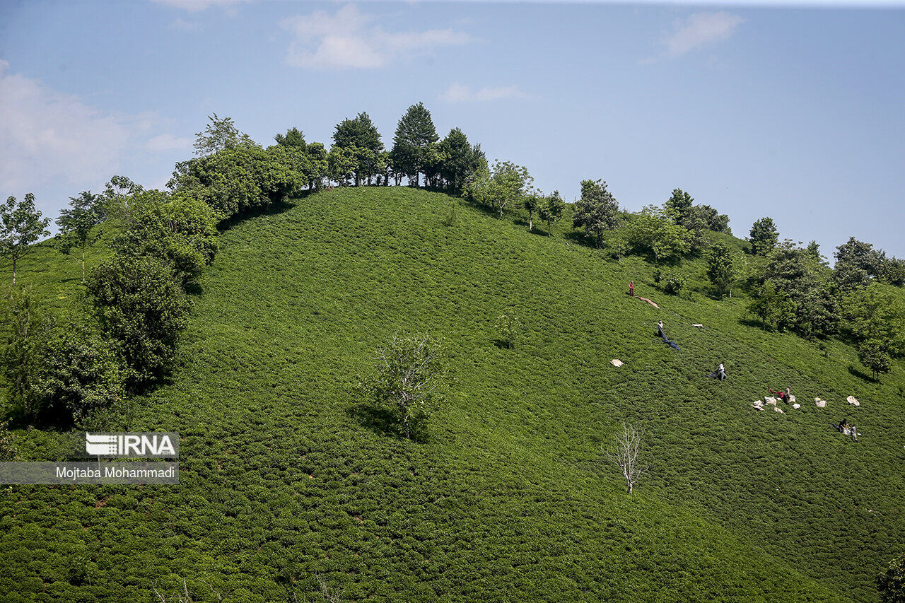 Iran's tea leaves production up 42%