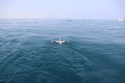 نجات فلامینگوی گرفتار شده در آب‌های «کیش»