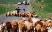 ۸۰ درصد عشایر استان اردبیل از مناطق ییلاقی کوچ کردند