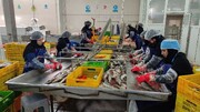 ۶۷۰ تن ماهیان سردآبی از چهارمحال و بختیاری صادر شد