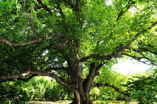 400-year-old walnut tree in Zanjan