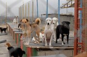 آغاز طرح ساماندهی سگ‌های ولگرد در لار ستان فارس