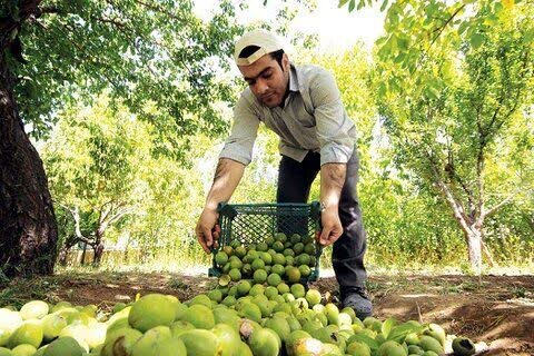 فرجام خوش برنامههای گردشگری پاییزی ملایر با جشنواره گردو و بادام علی آباد