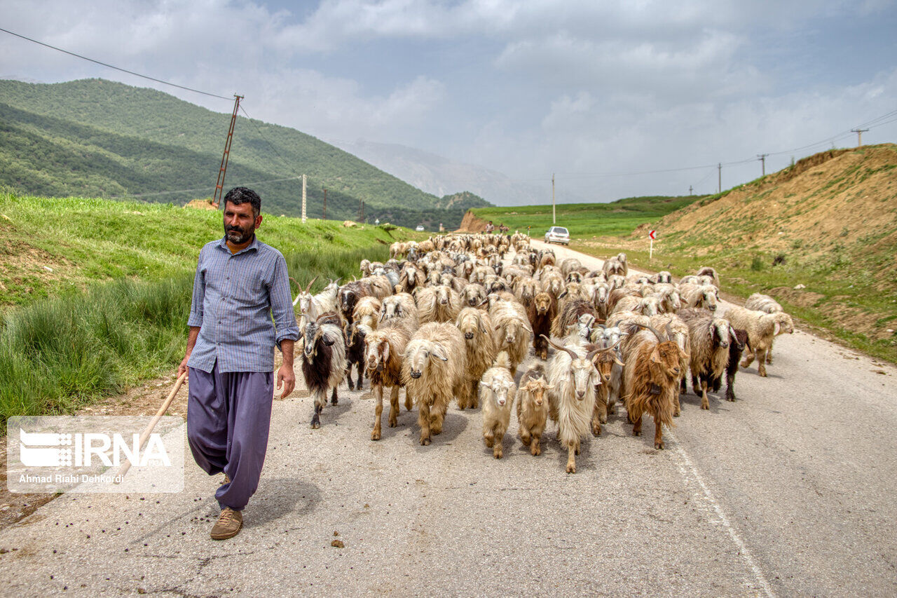 افزایش تولید گوشت قرمز با عرضه پنج‌ هزار تن جو امانی در سمنان کلید خورد