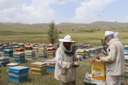 ۶ هزار و ۷۰۰ زنبورستان در آذربایجان غربی فعال است