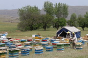 تولید یک‌هزار و ۱۰۰ تن عسل در استان مرکزی