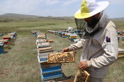 افزایش ۱۳ درصدی تولید عسل در همدان