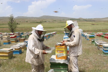 ارزش محصولات زنبور عسل لرستان به ۱۰ هزار میلیارد ریال رسید