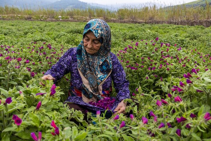 کشت گیاهان دارویی؛ از صادرات خام تا فقدان برنامه علمی تولید