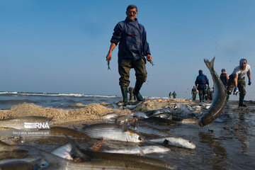 فیلم|شروع پیش از موعد صید ماهی در دریای مازندران