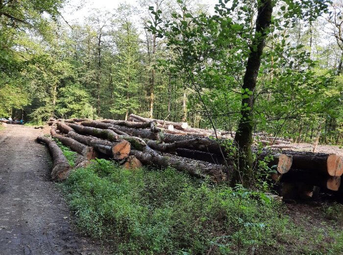 افزایش دوربینهای حفاظتی در جنگلهای مازندران برای چیست؟