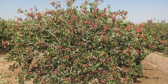 باغ پسته ایجاد شده در حوضه دریاچه ارومیه