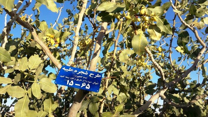 هشت هزار درخت در قالب طرح شجره طیبه در اصفهان  پلاک‌گذاری شد