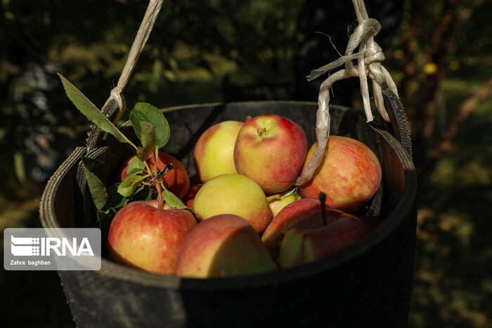 توسعه کشت سیب سمیرم نیازمند حمایت و تسهیلات بیشتر