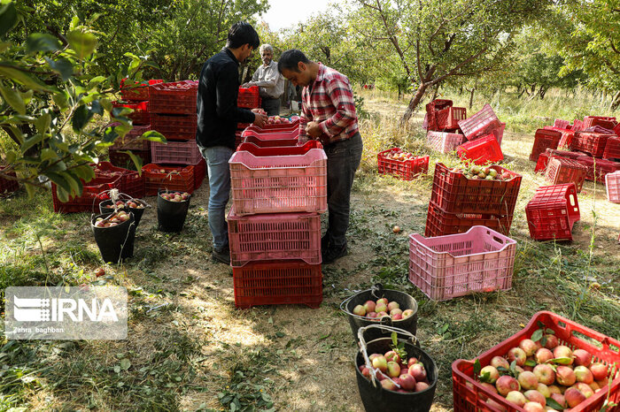 توسعه کشت سیب سمیرم نیازمند حمایت و تسهیلات بیشتر