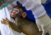 تحقیقات علوم شناختی با ورود ۵۰۰ میمون به کشور متحول می‌شود