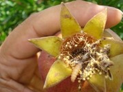 مبارزه با آفات میوه انار در ایلام با چهار روش نوین غیرشیمیایی
