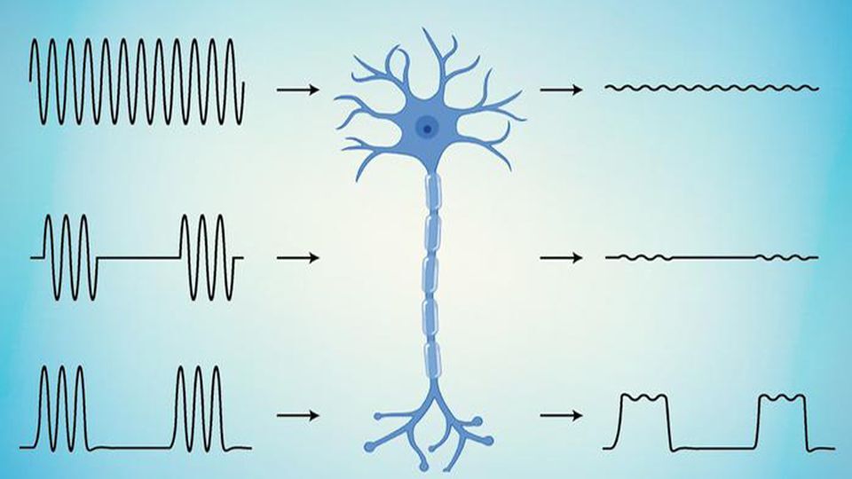 ماده جدید مغناطیسی-الکتریکی شکاف در عصب قطع شده را ترمیم می‌کند