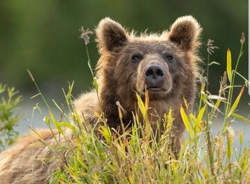 ضرورت حفاظت از قلمروی خرس قهوه‌ای در مازندران +فیلم