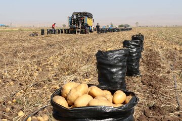 ۱۵ هزار تن محصول سیب زمینی از استان اردبیل صادر شد