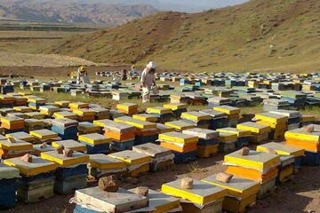 پیش بینی تولید یک هزار و ۴۰۰تُن عسل مرغوب کُنار در خُنج فارس