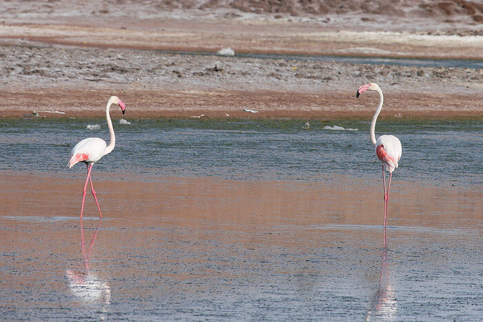 پسروی آب خزر و کاهش ۷۰ درصدی مهاجرت پرندگان به مازندران