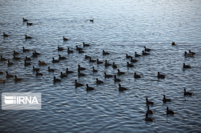 پسروی آب خزر و کاهش ۷۰ درصدی مهاجرت پرندگان به مازندران