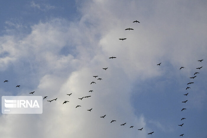 پسروی آب خزر و کاهش ۷۰ درصدی مهاجرت پرندگان به مازندران