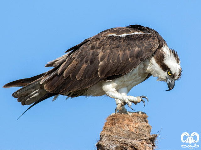 ۱۳ گونه پرنده شکاری در کهگیلویه و بویراحمد در حال انقراض است