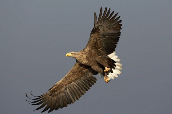 ۱۳ گونه پرنده شکاری در کهگیلویه و بویراحمد در حال انقراض است