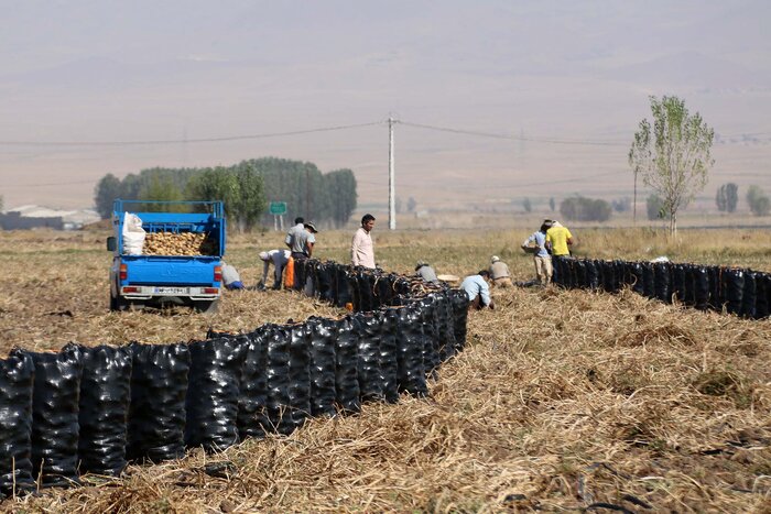 هفت هزار تن سیب زمینی از استان اردبیل صادر شد