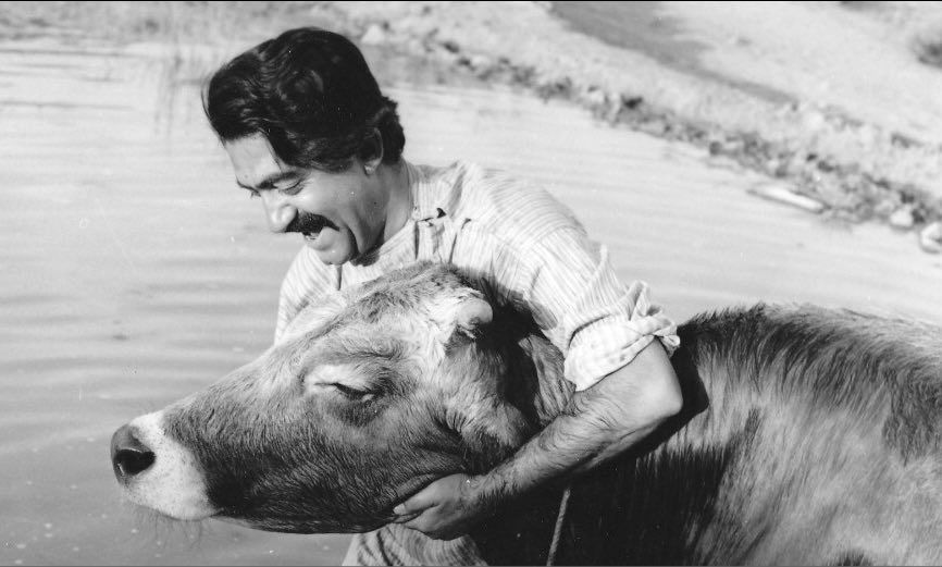 مهرجویی: تهیهکنندهها فیلمنامه «گاو» را رد میکردند/ سینمای متعالی برایم جذاب بود