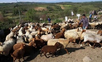 آغاز ثبت نام طرح قراردادی تولید گوشت قرمز برای عشایر قزوین