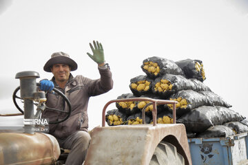 Harvesting potatoes in Iran's Ardabil province