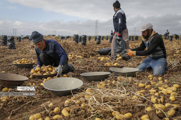 Harvesting potatoes in Iran's Ardabil province