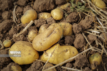 Harvesting potatoes in Iran's Ardabil province