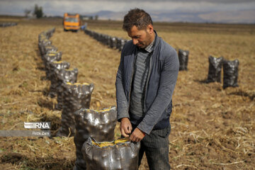 Harvesting potatoes in Iran's Ardabil province