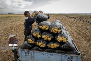 Harvesting potatoes in Iran's Ardabil province