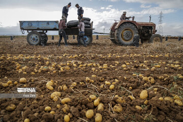 Harvesting potatoes in Iran's Ardabil province