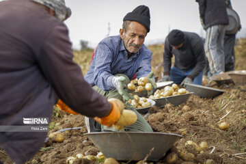 Harvesting potatoes in Iran's Ardabil province