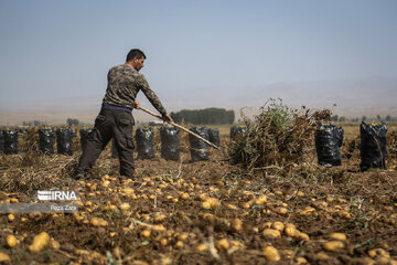 Harvesting potatoes in Iran's Ardabil province