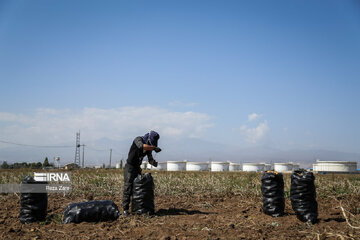 Harvesting potatoes in Iran's Ardabil province