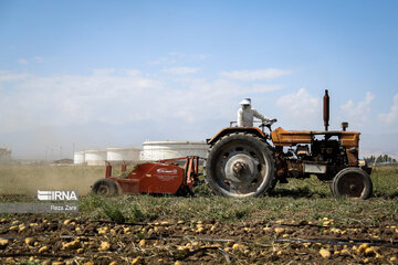 Harvesting potatoes in Iran's Ardabil province