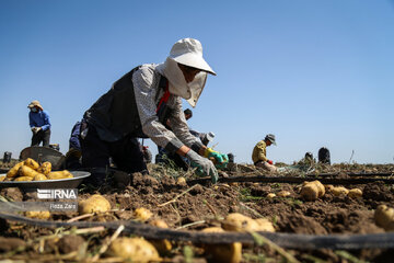 Harvesting potatoes in Iran's Ardabil province